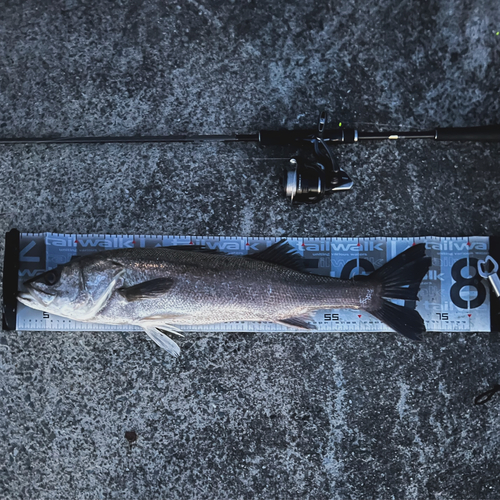 シャコの釣果