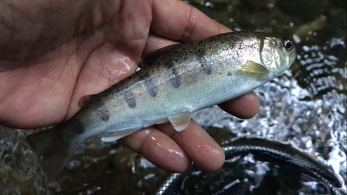 アマゴの釣果