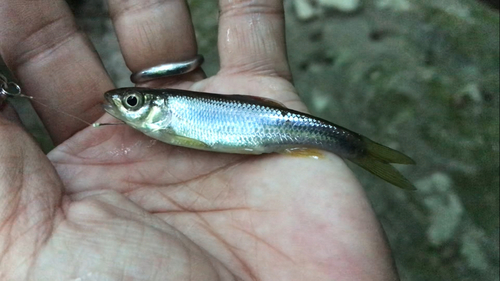 カワムツの釣果