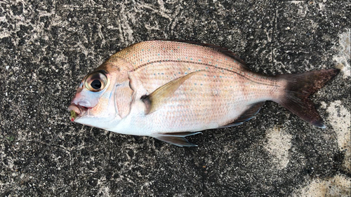 チャリコの釣果