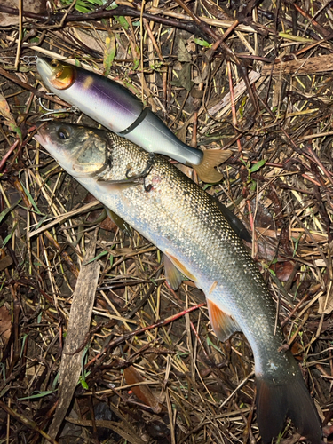 ウグイの釣果