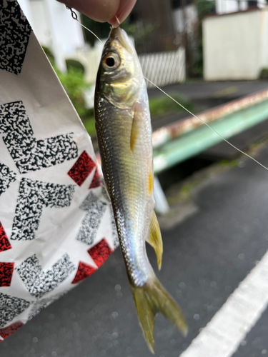 カワムツの釣果