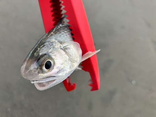 ツバメコノシロの釣果