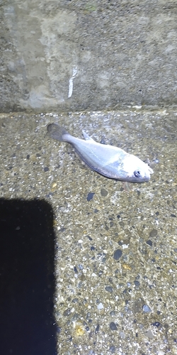 ニベの釣果