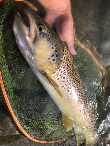 ブラウントラウトの釣果