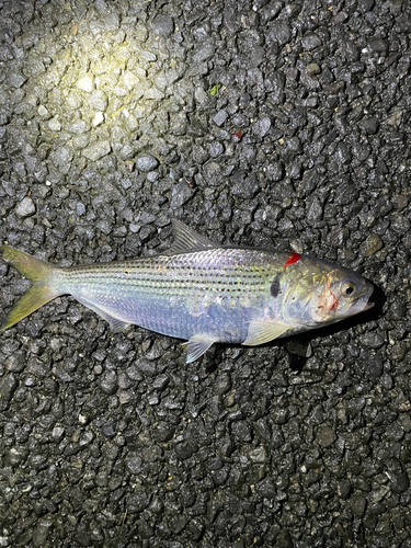 コノシロの釣果