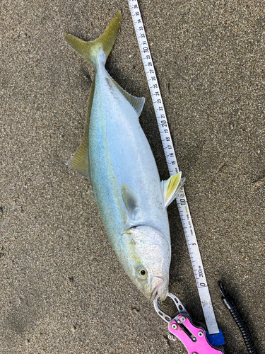 イナダの釣果