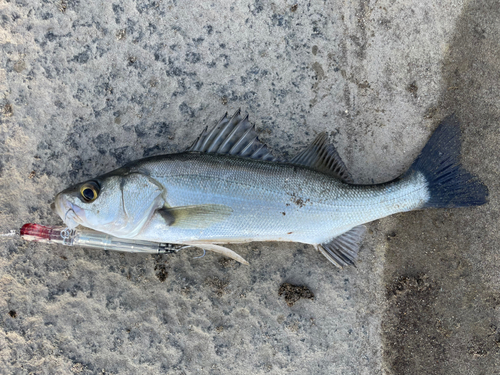 セイゴ（ヒラスズキ）の釣果