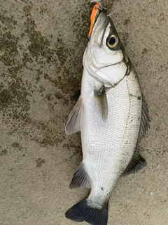 ヒラスズキの釣果