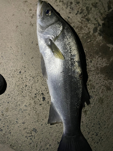 ヒラスズキの釣果