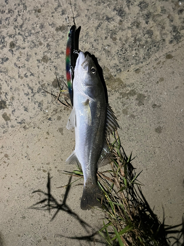 セイゴ（マルスズキ）の釣果