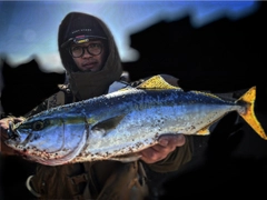 イナダの釣果