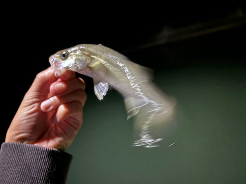 セイゴ（マルスズキ）の釣果