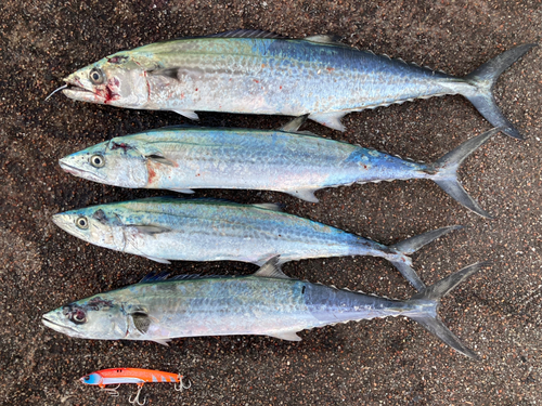 サゴシの釣果