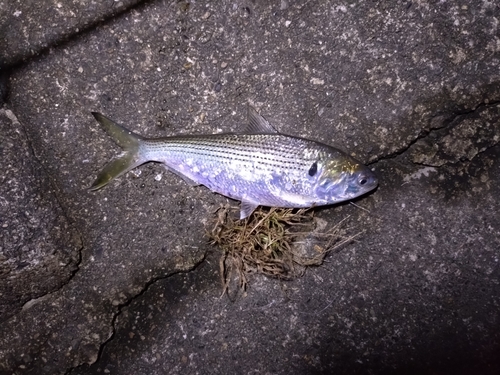 コノシロの釣果