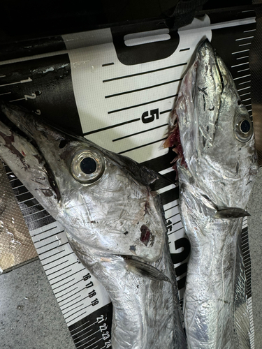 タチウオの釣果