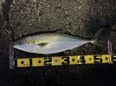 イナダの釣果