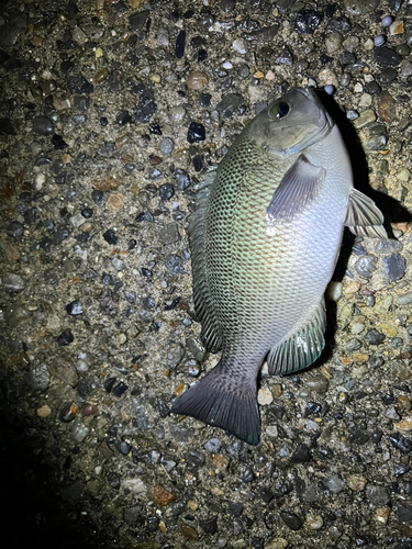 メジナの釣果