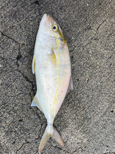 ショゴの釣果