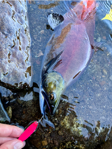 ヒメマスの釣果