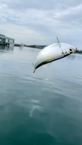 サッパの釣果