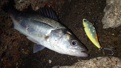 シーバスの釣果