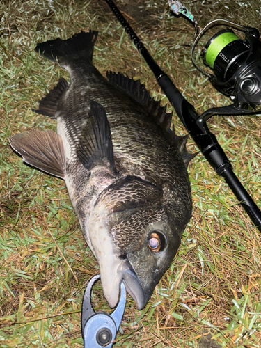 クロダイの釣果