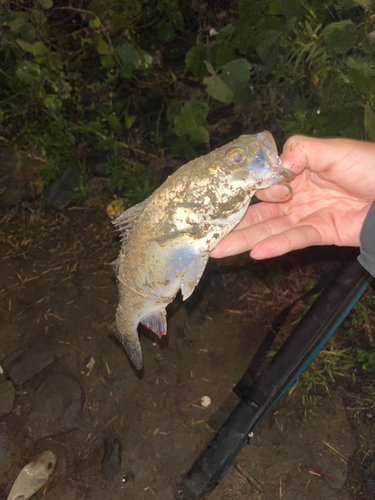 セイゴ（マルスズキ）の釣果