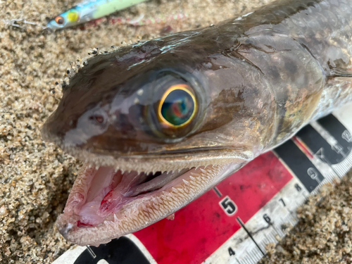 エソの釣果