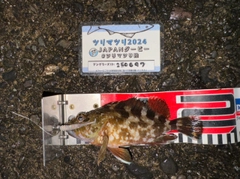 カサゴの釣果