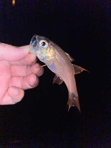 ネンブツダイの釣果