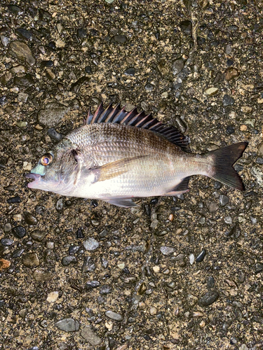 チヌの釣果