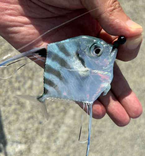 イトヒキアジの釣果