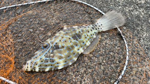 ソウシハギの釣果