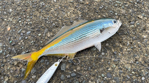 タカベの釣果