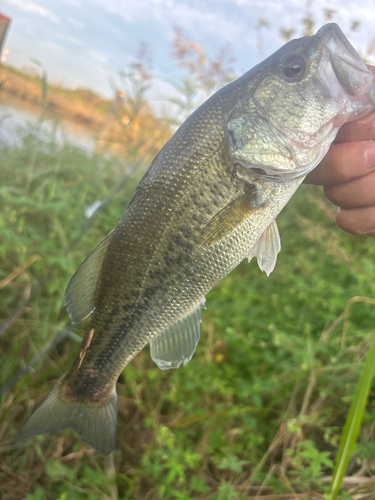 ラージマウスバスの釣果