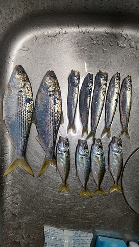 イワシの釣果