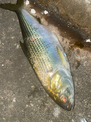 コノシロの釣果