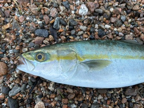 ツバイソの釣果