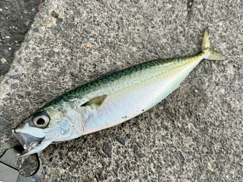 サバの釣果