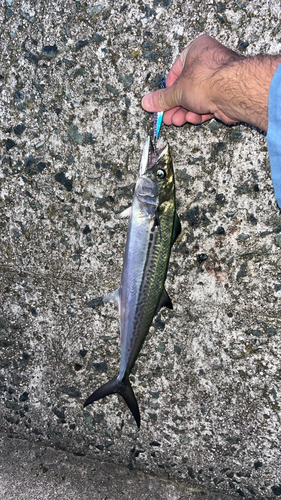 サゴシの釣果