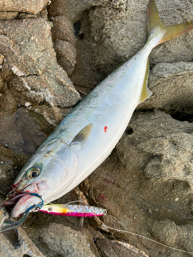 イナダの釣果