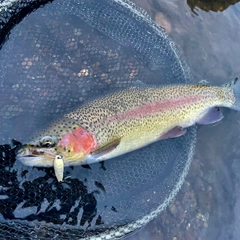 ニジマスの釣果