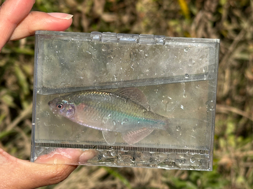 カネヒラの釣果