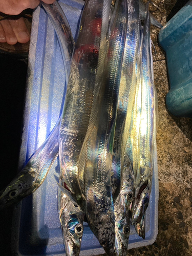 タチウオの釣果