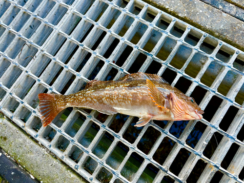 アブラコの釣果