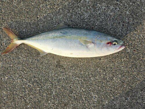 ハマチの釣果