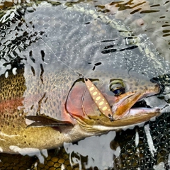 ニジマスの釣果