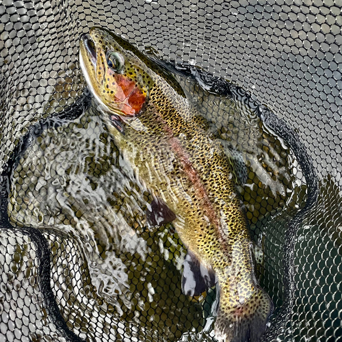 ニジマスの釣果