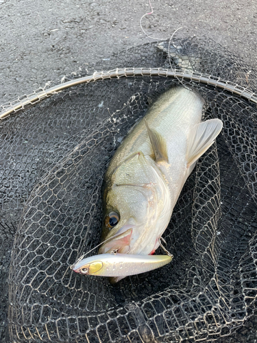 フッコ（マルスズキ）の釣果